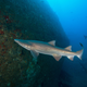 Illustration for article titled Atlantic Shipwreck Graveyard May Be Key Habitat for Imperiled Sharks